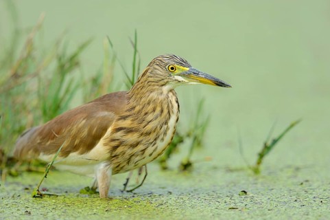 Indian Pond Heron or Paddybird (Ardeola grayii)