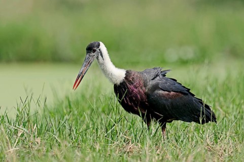 Indian Woolly-necked Stork