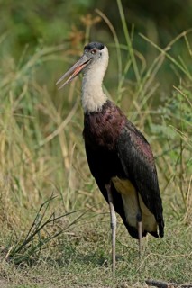 Indian Woolly-necked Stork