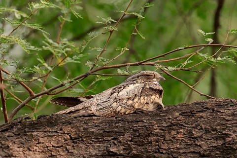 Jungle Nightjar (Caprimulgus indicus)