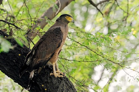 Crested Serpent Eagle (Spilornis cheela)