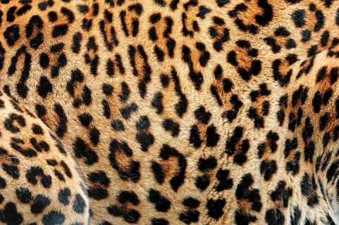 Sri Lankan leopard (Panthera pardus kotiya)