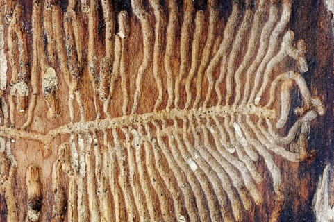 European Spruce Bark Beetle (Ips typographus)