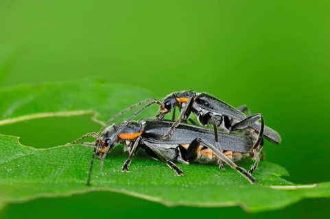 Oak Soldier Beetles (Cantharis obscura)