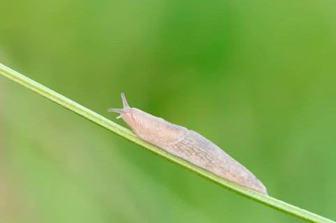 Grey Garden Snail (Deroceras reticulatum) on blade of grass