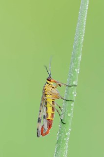 Common Scorpionfly (Panorpa communis)