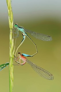Blue-tailed Damselfly (Ischnura elegans)
