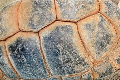 Aldabra Giant Tortoise (Aldabrachelys gigantea)