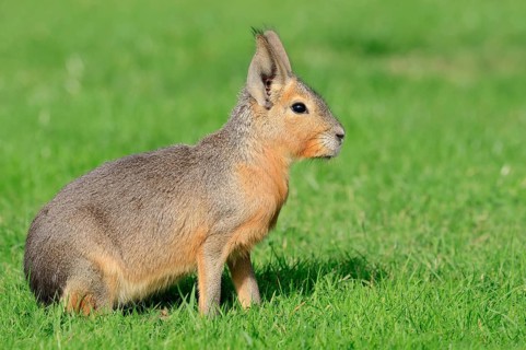Patagonian mara (Dolichotis patagonum) native to South America