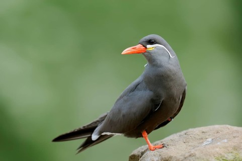 Inca Tern (Larosterna inca)