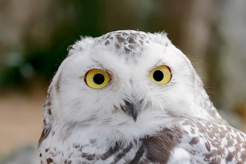 Snowy Owl (Bubo scandiacus Bubo scandiaca