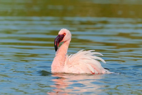 Lesser Flamingo (Phoenicopterus minor)