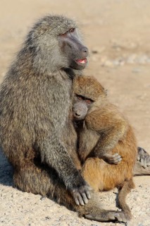 Olive Baboon (Papio anubis)