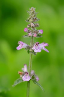 Marsh Woundwort or Marsh Hedge-nettle (Stachys palustris)