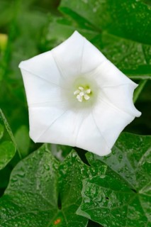 Larger Bindweed