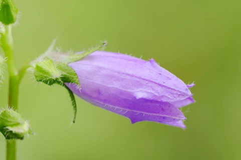 Nettle-leaved Bellflower (Campanula trachelium)