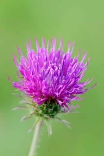 Spear Thistle or Bull Thistle (Cirsium vulgare