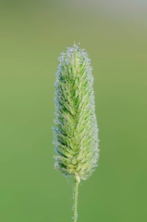 Timothy-grass or Meadow Cat's-tail (Phleum pratense)