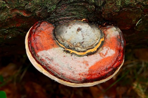 Red Banded Polypore or Red-belted Bracket Fungus (Fomitopsis pinicola)