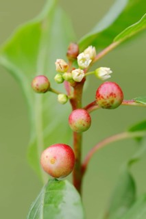 Alder Buckthorn (Frangula alnus