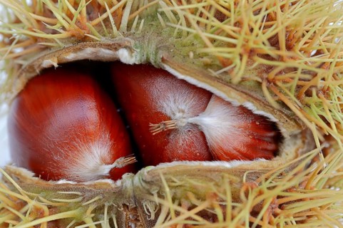 Sweet Chestnuts (Castanea sativa)
