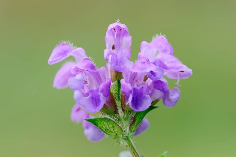 Large Self-heal (Prunella grandiflora)