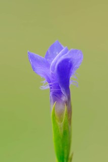 Fringed Gentian (Gentianopsis ciliata