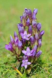 Chiltern Gentian or German Gentian (Gentianella germanica