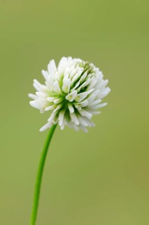 White Clover or Dutch Clover (Trifolium repens)