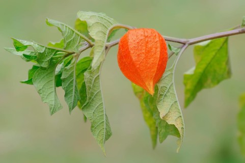 Bladder Cherry or Chinese Lantern (Physalis franchetii