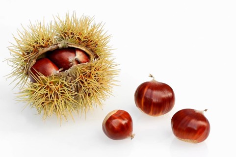 Sweet Chestnut (Castanea sativa)