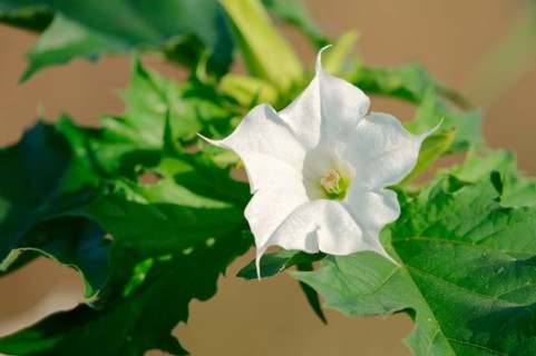 Jimson Weed or Thorn-apple (Datura stramonium)