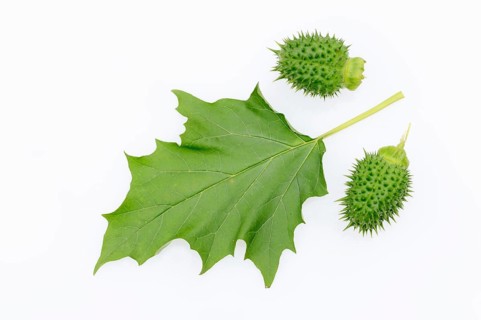 Jimson Weed or Datura (Datura stramonium)