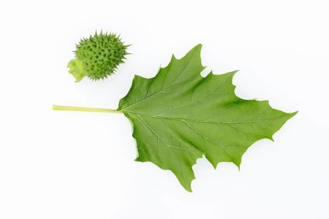 Jimson Weed or Datura (Datura stramonium)