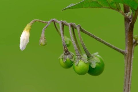European Black Nightshade