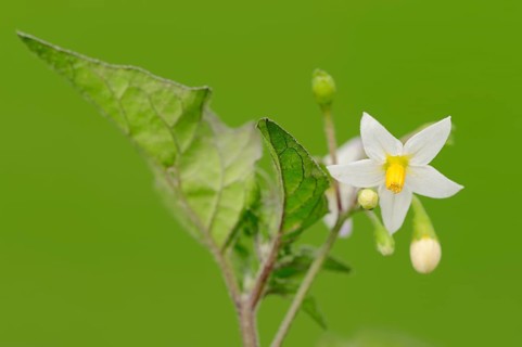 European Black Nightshade