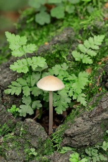 Common Bonnet or Rosy-gill Fairy Helmet (Mycena galericulata) and Brittle Bladder Fern or Fragile Fern (Cystopteris fragilis)