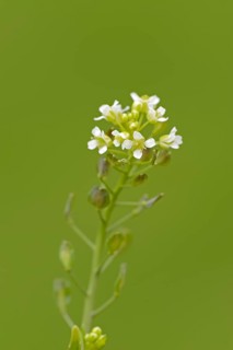 Shepherd's Purse (Capsella bursa-pastoris)