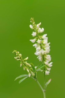 Bokhara Clover