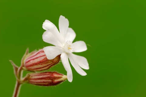 White Campion or Bladder Campion (Silene latifolia