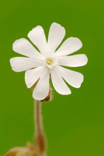 White Campion or Bladder Campion (Silene latifolia
