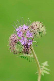 Lacy Phacelia (Phacelia tanacetifolia)