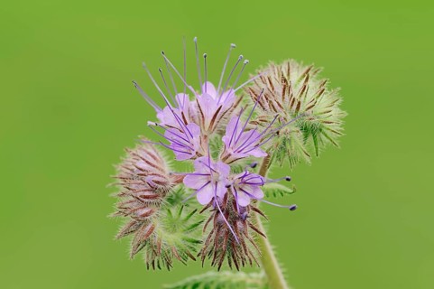 Lacy Phacelia (Phacelia tanacetifolia)