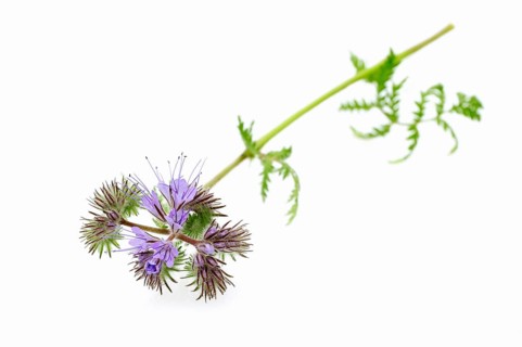 Lacy Phacelia (Phacelia tanacetifolia)