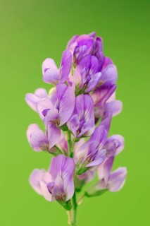 Alfalfa or Lucerne (Medicago sativa)