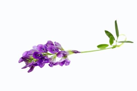 Alfalfa or Lucerne (Medicago sativa)