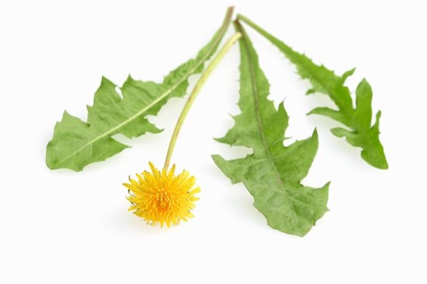 Common Dandelion (Taraxacum officinale)