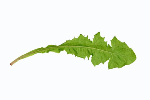 Common Dandelion (Taraxacum officinale)