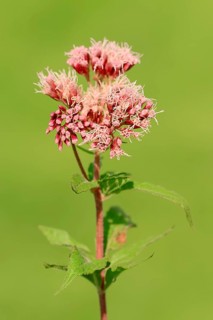 Hemp-agrimony (Eupatorium cannabinum)