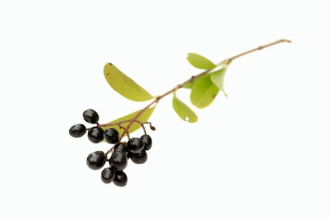 Wild Privet